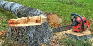 How Our Tree Care Process Works  in  Wellington, TX