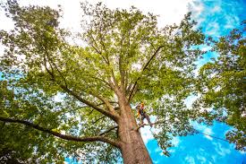 Best Tree Cabling and Bracing  in Wellington, TX