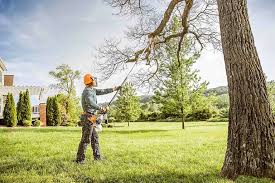 Best Firewood Processing and Delivery  in Wellington, TX
