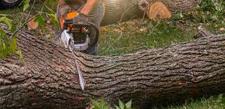 Best Landscape Design and Installation  in Wellington, TX