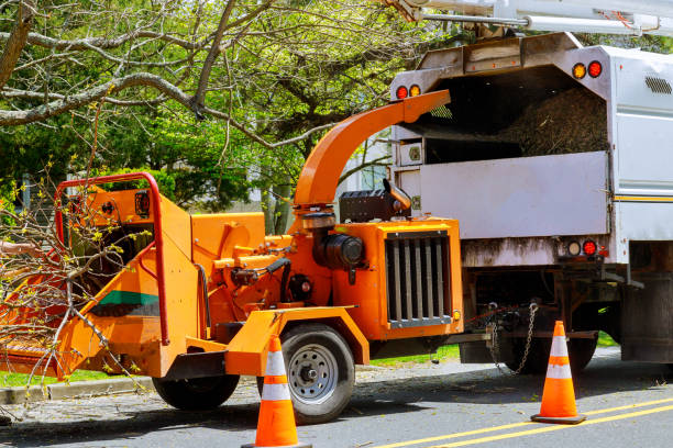 Best Tree Removal  in Wellington, TX