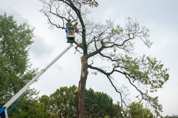 Mulching Services in Wellington, TX