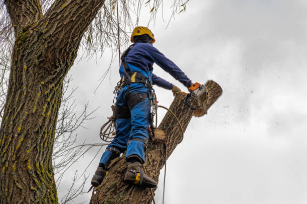Trusted Wellington, TX Tree Services Experts