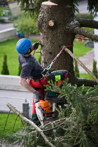 Best Leaf Removal  in Wellington, TX
