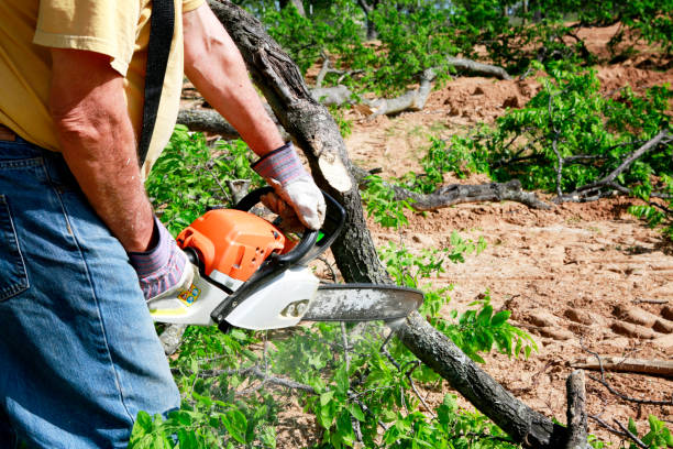 Best Tree and Shrub Care  in Wellington, TX